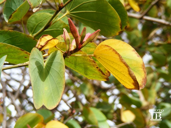 Da determinare - Bauhinia sp.